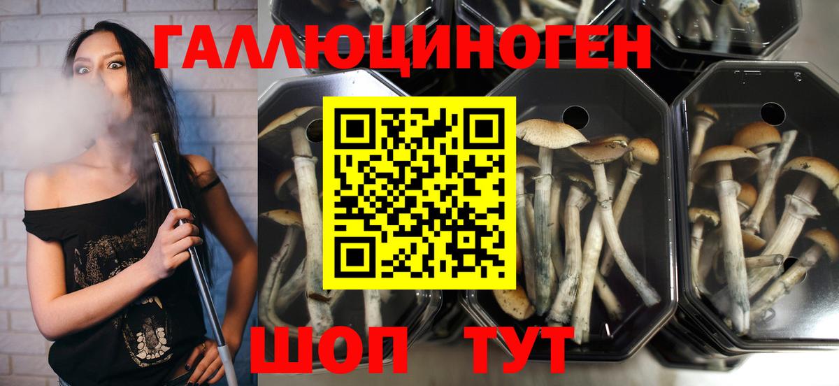 Гай  Галлюциногенные грибы Cubensis  Псилоцибиновые грибы MAGIC MUSHROOMS  как найти закладки  Вход с VPN 